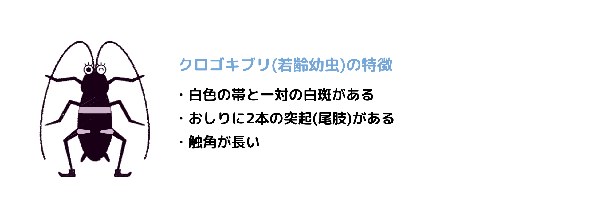 クロゴキブリ若齢幼虫の特徴